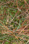 Woodland false buttonweed